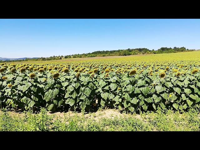 Слънчоглед край село Керека - 14.08.2019 г.