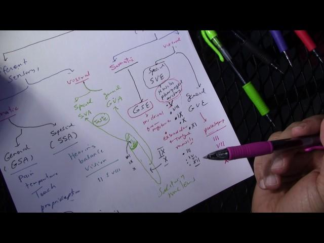 Functional Components of Cranial Nerves