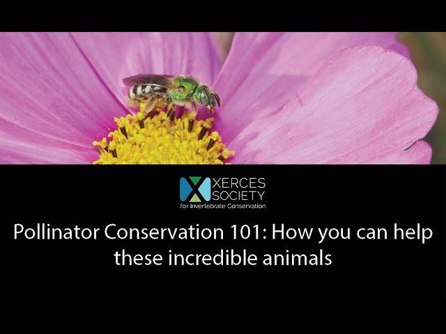 Pollinator Conservation 101: How you can help these incredible animals