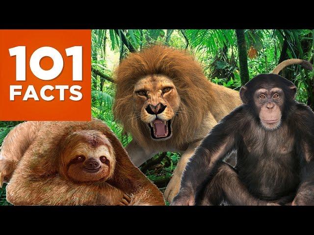 101 Facts About Animals