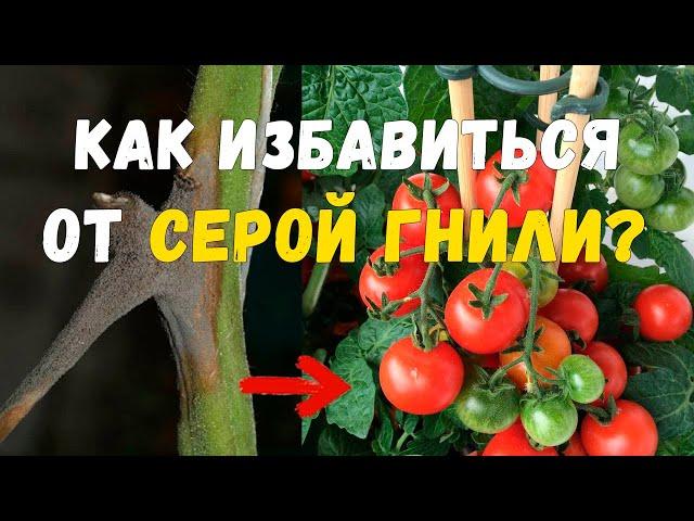 Серая гниль на томатах. Как бороться с серой гнилью.