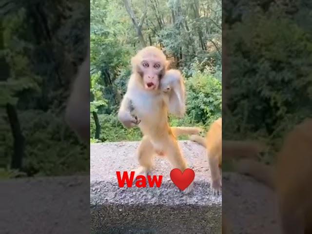 black belt  monkey Bruce Lee   #animallover #video