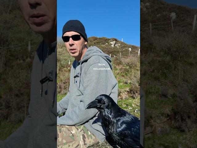 I love to sit and chat with Ragnar raven.#raven