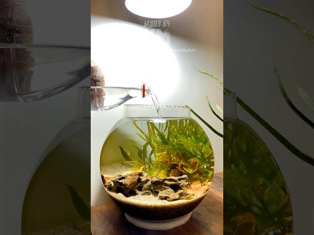 Easiest Planted Shrimp Bowl Setup You'll Love