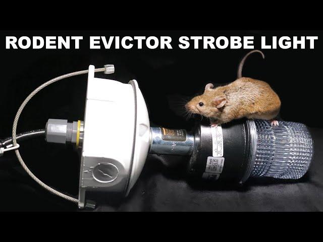 The EVICTOR - Does This Strobe Light Scare Away Rodents In Your Attic? Mousetrap Monday.