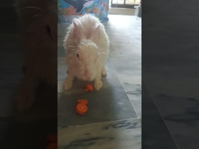 eating carrot   after bath