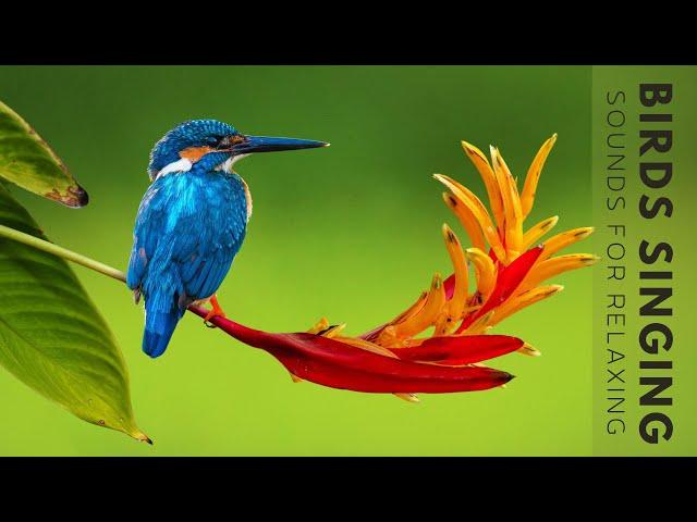 Nature Sounds - Birds Singing Without Music, 24 Hour Bird Sounds Relaxation, Soothing Nature Sounds