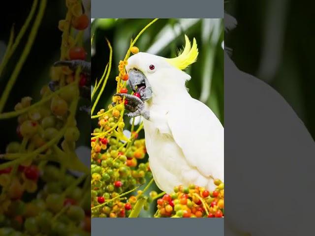 Wiki Bites #65 - Cockatoo