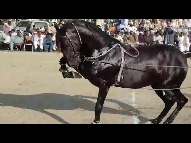 Horse dance Mela Ghulam Shah Ludan 2018 Fakhar Abbas Maitla