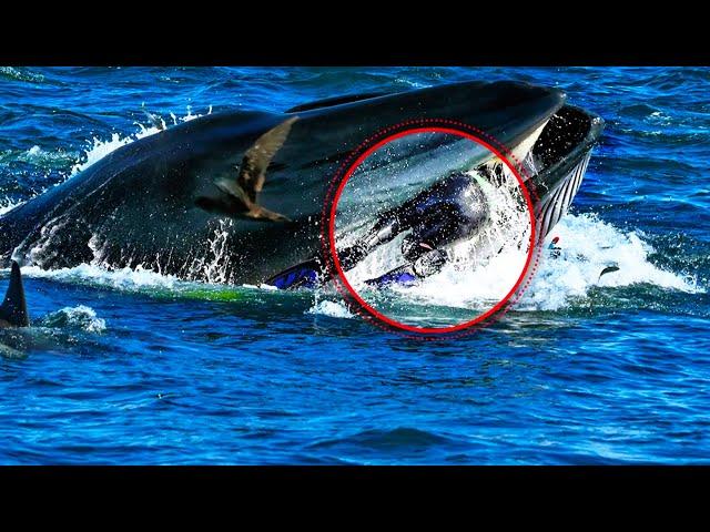 The whale suddenly swallowed the diver. But after 5 minutes everyone was SHOCKED!