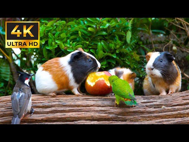ULTIMATE Calming Nature for Cats  Cute Birds & Hungry Guinea Pigs Videos to Mesmerize Cats| 4K HDR