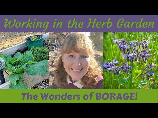 Working in the HERB GARDEN - The Wonders of BORAGE!