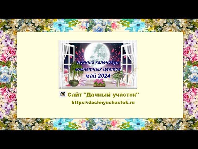 Лунный календарь комнатных цветов на май 2024 года для любителей комнатного цветоводства