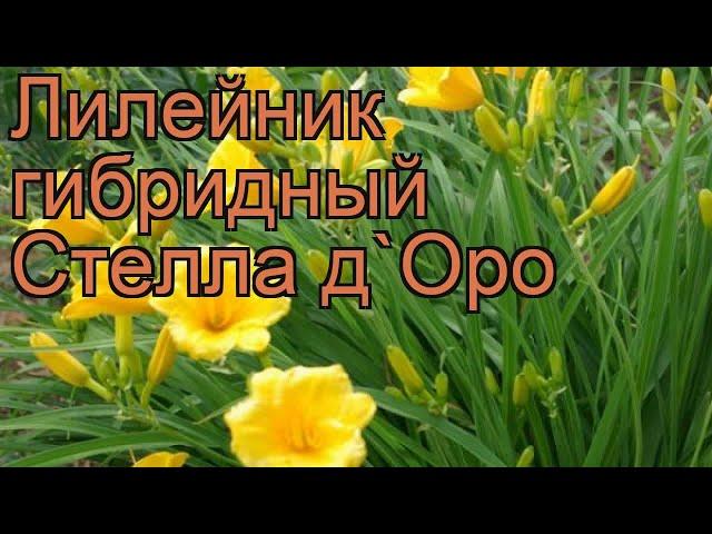 Лилейник гибридный Стелла д'Оро (hemerocallis)  обзор: как сажать, рассада лилейника Стелла д'Оро