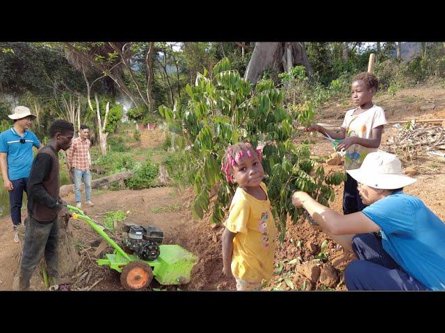 Tình trạng hai cây nhãn sau khi bị đào lên ||2Q vlogs cuộc sống châu phi