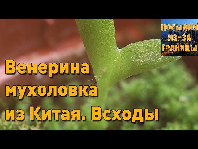 Венерина мухоловка из Китая. Всходы