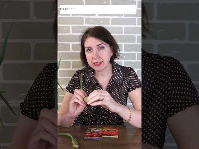Для улучшения всхожести семян я проращиваю в листах алоэ