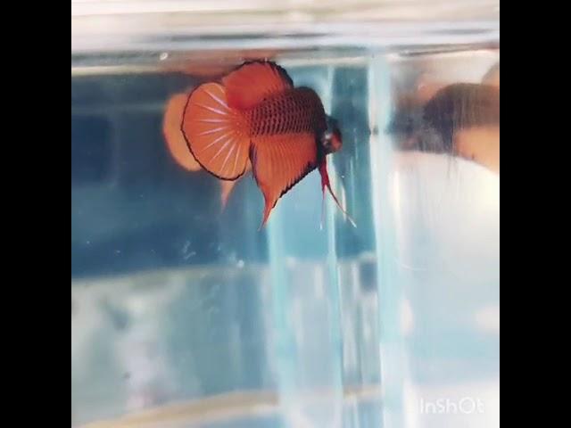 Rare Orange Wild Betta 