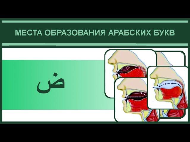 9. Места образования ض | Айман Сувейд (русские субтитры)