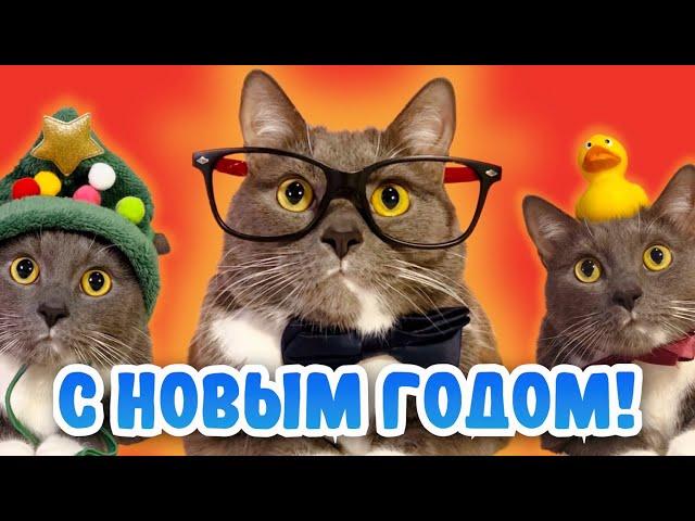 КОТИКИ ПРАЗДНУЮТ НОВЫЙ ГОД!