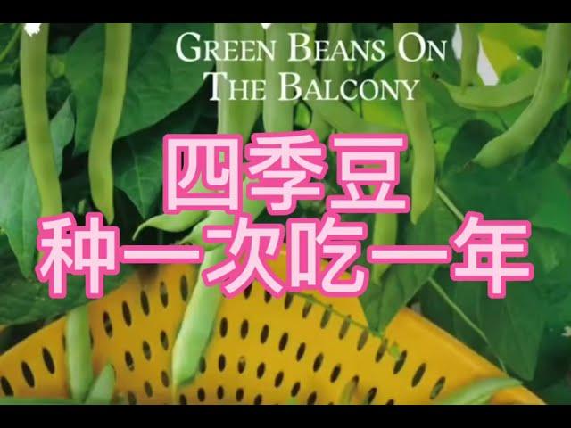 1分鐘教你种植四季豆，种一次吃一年，你學會了嗎？