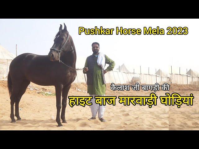 कैलाश जी बागड़ी की हाइट बाज घोड़िया | pushkar pashu mela 2023 | horse mela | pkraj vlogs