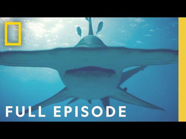 Finding the World's Biggest Hammerhead Shark (Full Episode) | World's Biggest Hammerhead