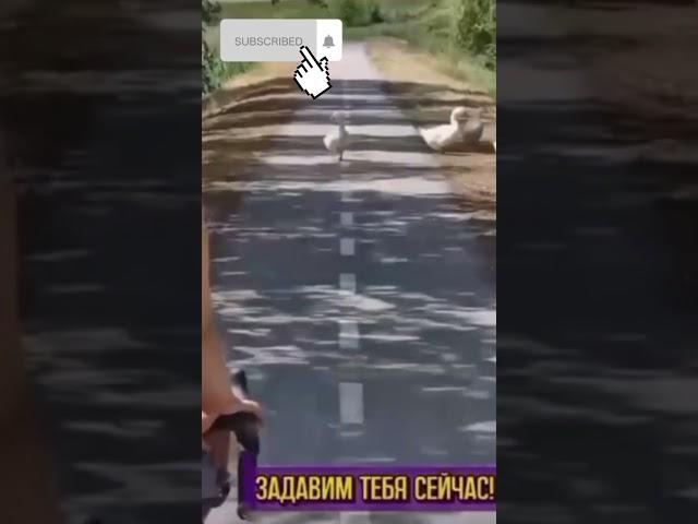 вот гусь #прикол #гусь #машина #крик