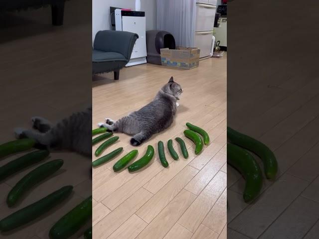 Cucumber prank in the cat 