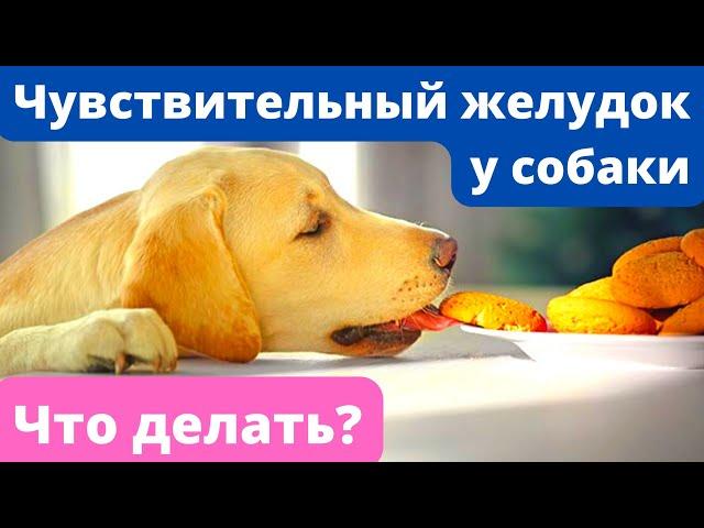  Чувствительный желудок у собаки: что делать?