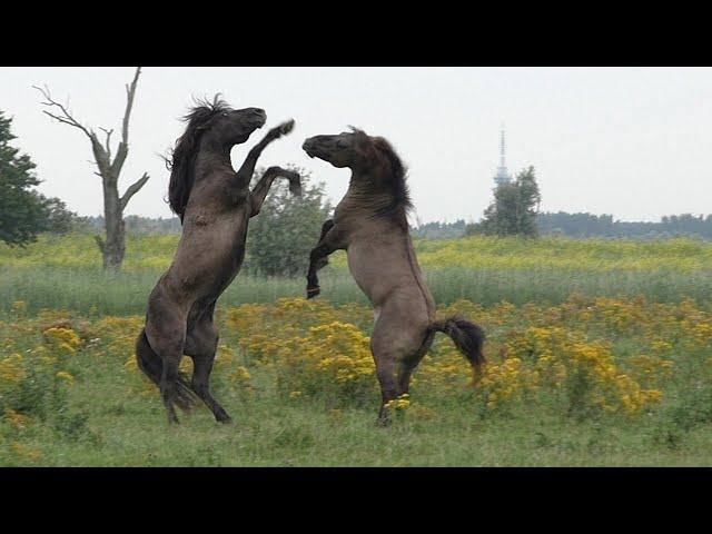 Horse fight between two Konik horses