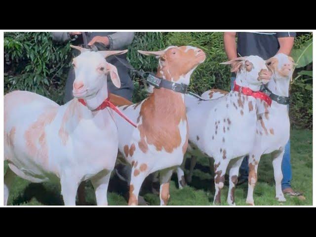 Barbari Khassi Goats Ki Taiyyari at Exotic Goat Farm | Palai Open in Padgha