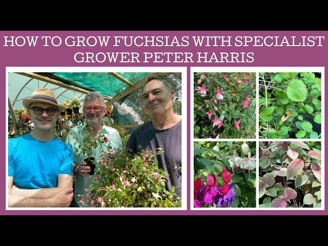 How to grow Fuchsias with specialist grower Peter Harris of White House Nursery.