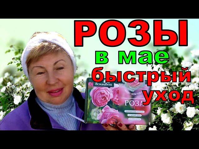 Розы. Подкорми быстро и надежно. Мои новинки розы на штамбе.