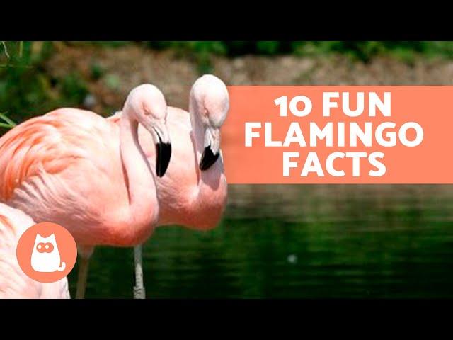 10 FUN FACTS About FLAMINGOS That May Surprise You 