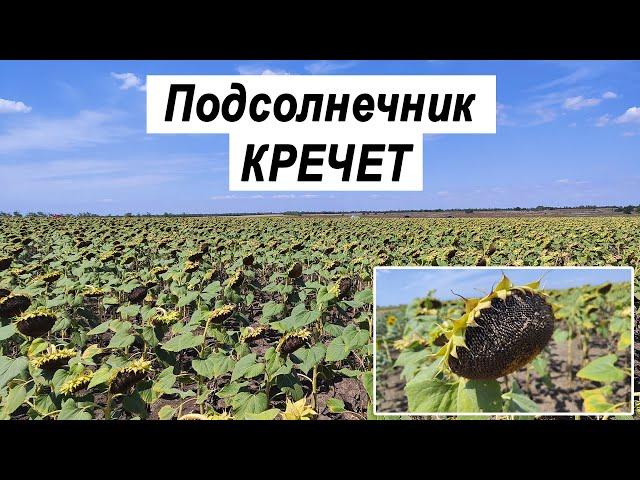 Подсолнечник Кречет | Обзор поля 25.07.2024