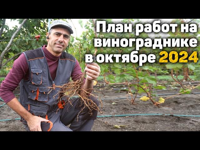 План работ на винограднике в Октябре- 2024 