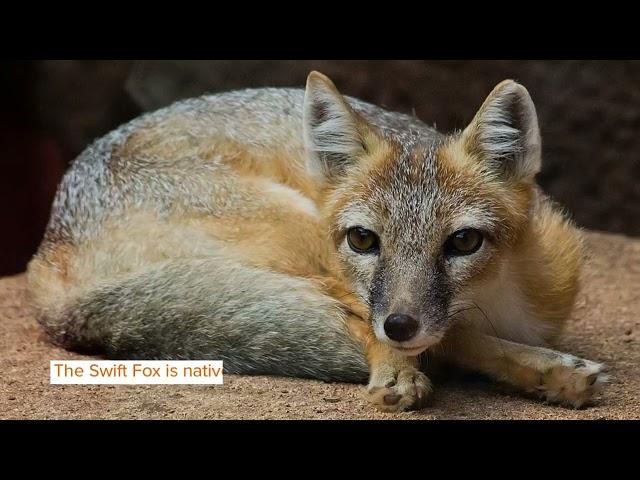 Swift Fox Facts You’ll Never Forget