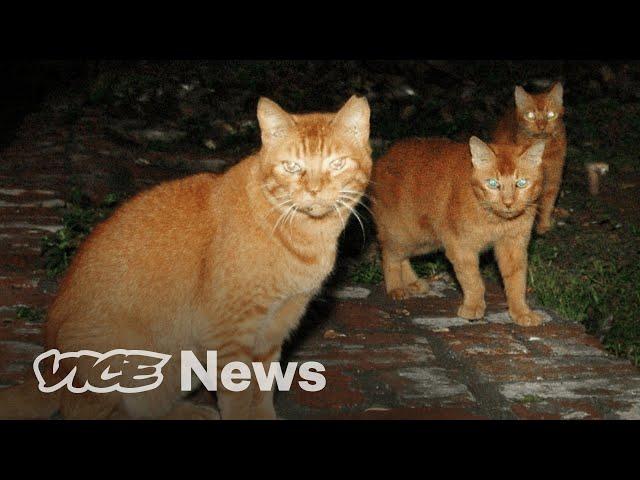 Hawaii's Feral Cat War