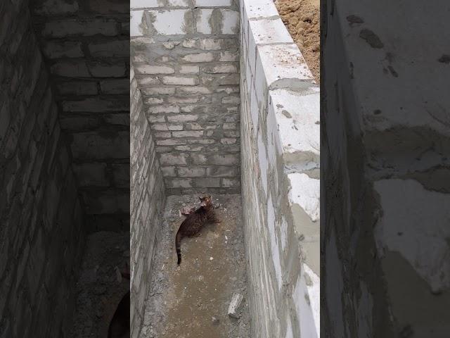 Cat makes an impressive jump to get out of a hole!