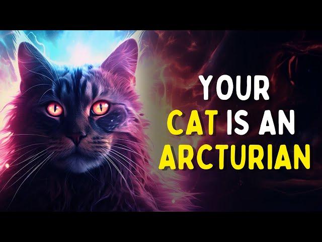 Your CAT Manifested YOU | SECRET Spiritual SIGNIFICANCE of Cats