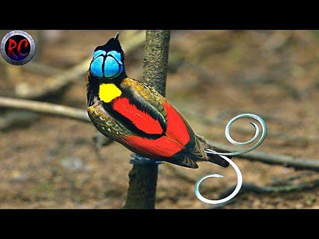 TOP 10 AVES EXÓTICAS más BONITAS y HERMOSAS del MUNDO