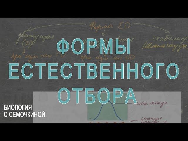 Формы естественного отбора