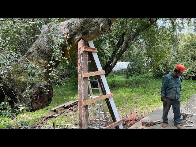 BIG TREE HITS GLASS HOUSE