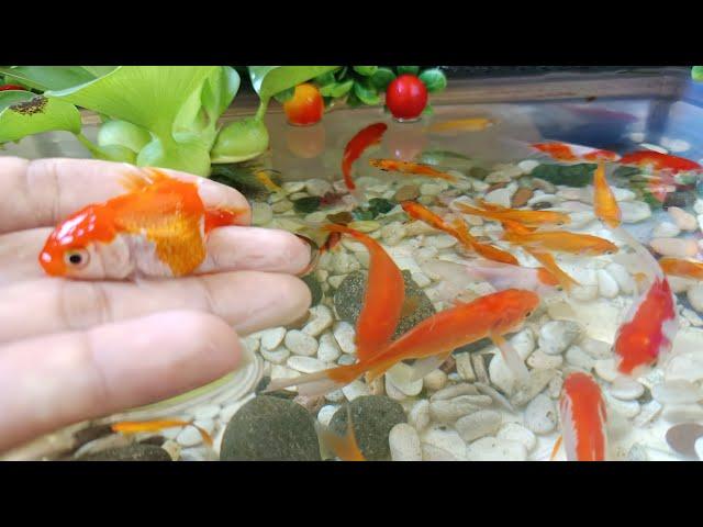 Unboxing ikan hias warna warni, ikan koi, mas koki, ikan cupang, chana, ikan gupi, komet, kura kura