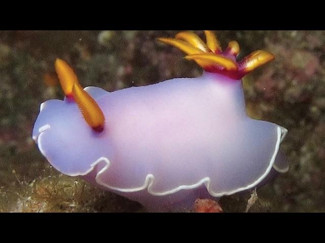 Facts: Bullock's Hypselodoris