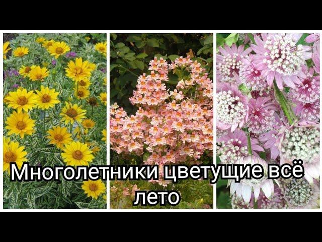 Красивые многолетники цветущие всё лето.