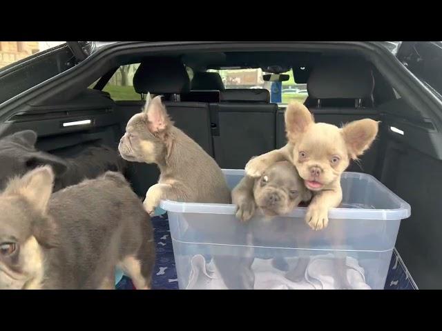 King Kong, Primetime & Primetime’s French bulldog puppies Isabella fluffy frenchie, lilac tan fluffy