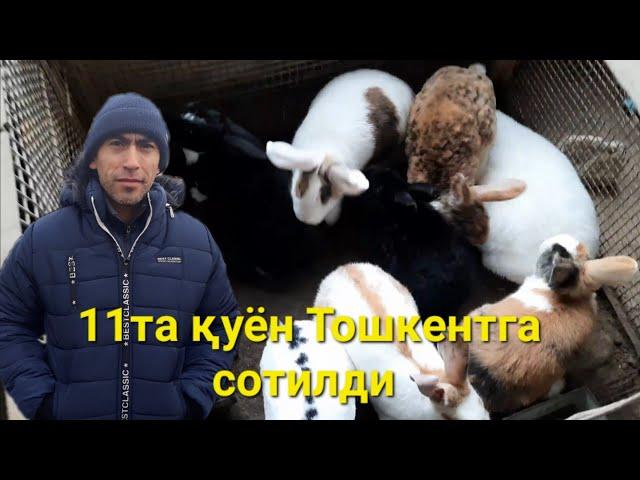 11та қуён Тошкентга сотилди.  Қуён сотиш. Dilyorbek Quva