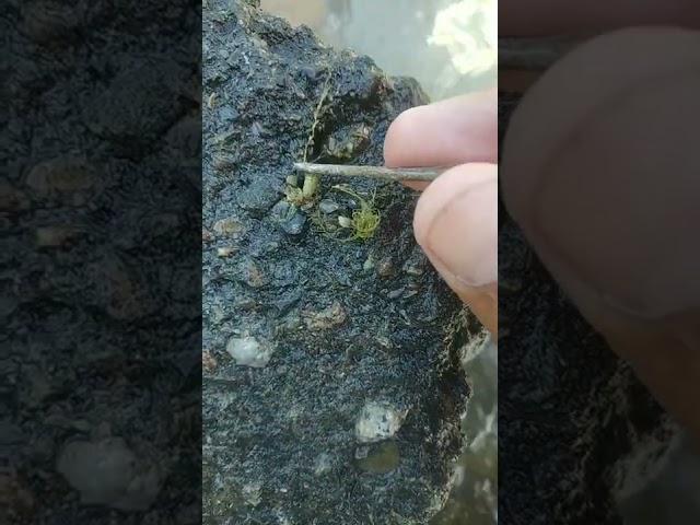 маринка тутиш учун энг зор хораги яни овкати